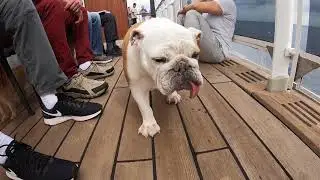 Dog Kennels aboard the QM2