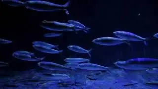 Sardine Music. Relax, study and work with sardines.