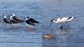 Cavalieri d'Italia e avocetta.
