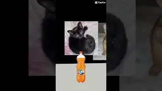 Cat Likes Pepsi And Rabbit Likes Fanta Who Are Siding With 🤔