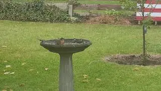 Halloween party at the bird bath
