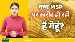 Bihar News: अब शुरू हुई MSP पर Gehu Ki Kharid | Farmers | Bihar Government | Nitish Kumar