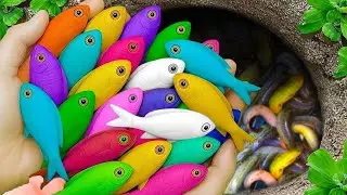 Catch beautiful aquarium fish in small pond baby turtles, eel, frog, pencil fish, nemo fish, catfish