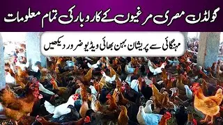 Golden Misri Hen Farming Complete Information | Golden Misri Farming At Home | Mini Zoo