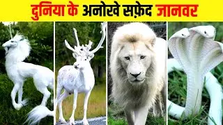 दुनिया के 10 सफ़ेद दिखने वाले जानवर | Rare White Animals | Amazing Facts in Hindi