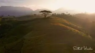 Single Tree Hill, Castlereigh Dickoya, Hatton #srilanka #travel #travelsrilanka #drone #dronevideo