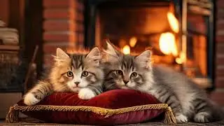 EXTREMELY Soothing Cat Therapy Music - Relax Your Cat!4