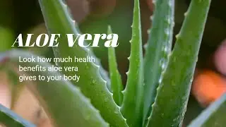 7 Potential Health Benefits of Aloe vera || HEALTHY LIVING SECRETS