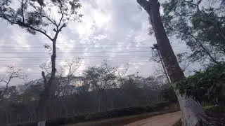 Drive through Sreemangal Tea Forest, Bangladesh