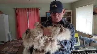 Huge Ragdoll cat named Mr Misty