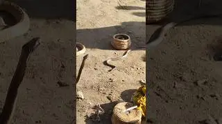 #shorts Street Porformers or Buskar#cobra#shortsyoutube#villagewalk#Cobra Flute Music#