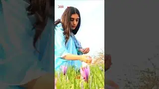 #Saffron #SaffronFlower #RedGold #OrganicSaffron #SaffronSpice #PremiumSaffron #KurdishSaffron