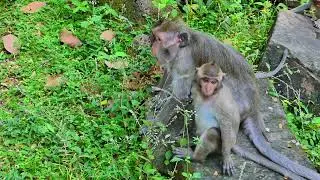 Jazzy monkey find some, She only one walk out, not Mom near her for long time, After in Jade family