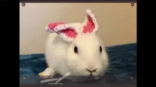 Earless bunny gets hand-crafted replacements