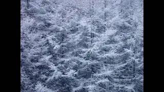 Snow Favourites - Macclesfield
