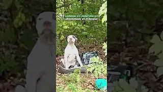 Este perrito no se movi&oacute; en 2 semanas, fue dejado en un bosque #shorts #perros #animales #mascotas