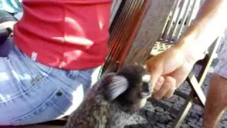 Monkeys at the summit of Pão de Açúcar [HQ]