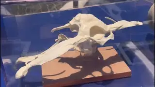 Smooth Hammerhead Shark jaws / cephalofoil at SeaBase in EPCOT at Disney World 