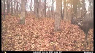 Bucks of 2025