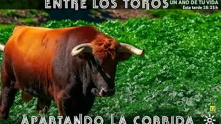 Apartando Los Toros de La Palmosilla Para Corrida
