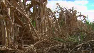 Scientists Develop Drought-Tolerant Maize