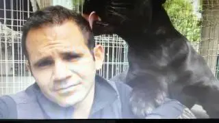Black Jaguar White Tiger Foundation