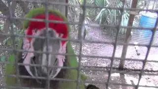 Bird Gardens of Naples