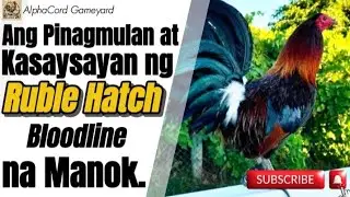 Pinagmulan at Kasaysayan ng Ruble Hatch Bloodline na Manok #hatch #manok #chicken #rooster