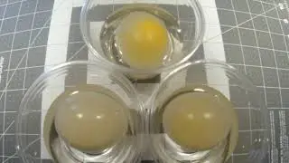 Observing Osmosis: The Incredible Egg