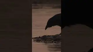 Raven Wonders: Unlocking the Mysteries of Nature's Cleverest Birds
