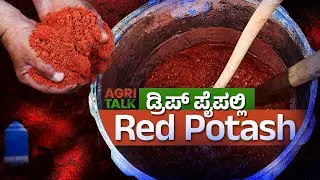 How to give RED POTASH through DRIP PIPES | Agri Talk