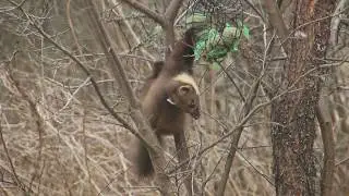 Metsnugis rasvapalli raksus