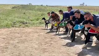 Carrera de regates de galgos 1200 m Navalcarnero