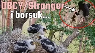 Bocian czarny Bolewice N2000 - Karmienia, wizyta obcego i borsuk pod gniazdem 🦡 11.06.2024