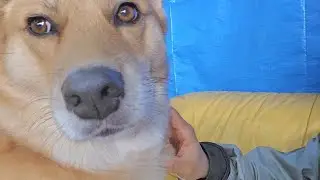 本日も出勤中のオイヌ様(雑種犬)