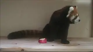 福岡市動物園：レッサーパンダ「ハルマキ」4歳のささやかなお誕生日会