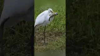 White heron hunts fish  #birdsmusic #funnyamphibian #wildlife