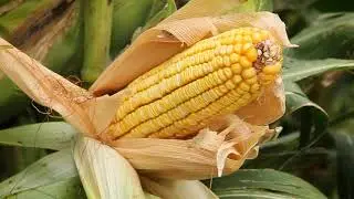 Climate Smart Agriculture Policies in East and Southern Africa