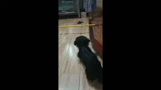 my black shih tzu dog learning to high jump. it's really funny how she tries to evade jumping.