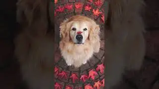 Cute Dog Wallpapers For Your Phone