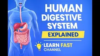 Digestive System of Human | Simple and Clear Explanation