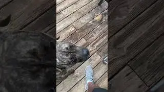 Poop on Porch! #dog #pets #shorts