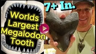 World's Largest Megalodon Tooth Over 7+ Inches - (1 of 2) Record Breaking Discovery!