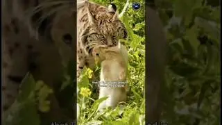 Iberian Lynx: The Rare Wild Cat That Survives on Rabbits | Wildlife Documentary.#viral#animals