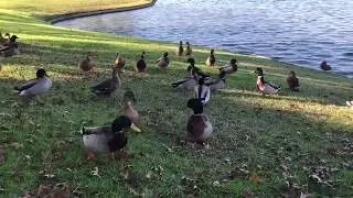 Mallard ducks quacking around a lake
