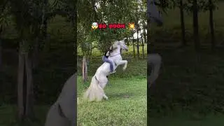 so boom #horsesoftiktok #horsesonviral #viralvideo #builtnotbought #FYP #barrelhorse #lokithearabia