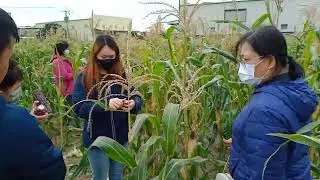 20251228台南安南區本原街-開放採玉米