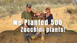 We Planted 500 Zucchini Plants!  Made about $8000