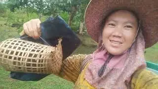 Tshav ntuj tau ntau hnub rov qab los nag ma kev nkos tiag2 av nplaum tsheb tas mus tsis tau li lawm