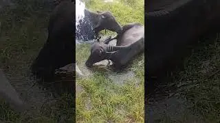 Buffalo #buffalo #buffalobills #buffalobathing #buffaloes #buffalovideo #buffalodairy